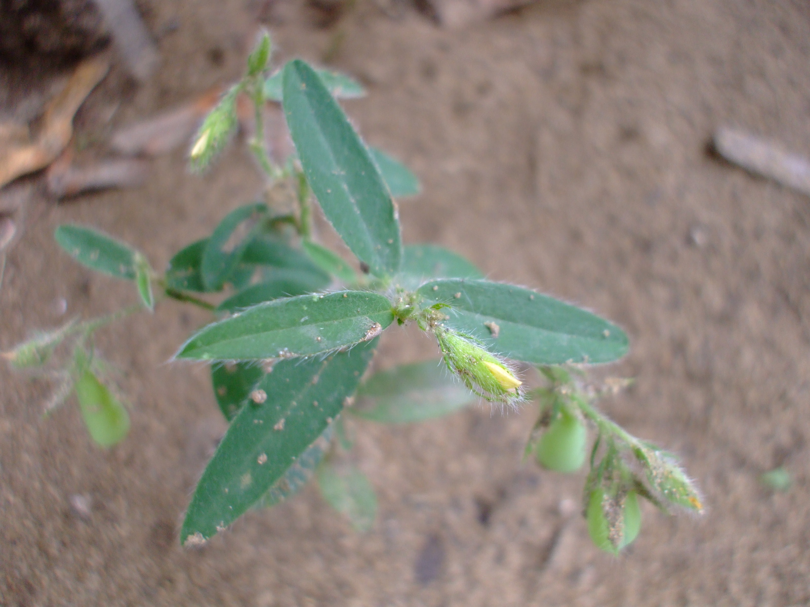 Crotalaria sagittalis